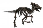 The_Childrens_Museum_of_Indianapolis_-_Dracorex_skeletal_reconstruction.jpg