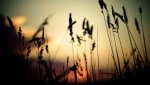 sunset-shadow-crops-nature-1920x1080.jpg
