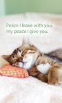android-cat-wallpaper.jpg