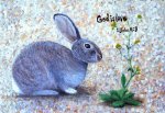 1 john bunny.jpg
