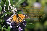 1-butterfly-with-scripture-linda-phelps.jpg