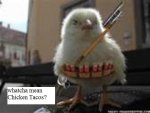 chickencat01.jpg