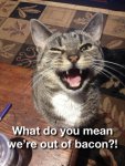 what-do-you-mean-we-re-out-of-bacom-cats-kitten-kitty-pic-picture-funny-lolcat-cute-fun-lovely-p.jpg