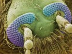 head of mosquito.jpg