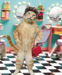 Salon Cat.jpg
