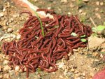 Rusty_millipedes.jpg
