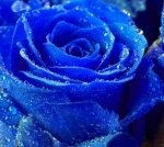 Blue Rose.jpg