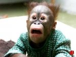 shocked-Monkey.jpg