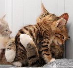 166275d1362494836-club-q-q107-loyalty-club-southern-only-v4-cute-cat-hug.jpg