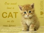 Cat's Terms.jpg