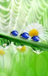 3 ladybugs on grass blade.jpg