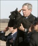 bush-dog-3.jpg
