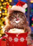 Kitty-in-hot-chocolate..jpg