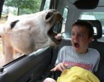 scarygiraffe-400x315.jpg