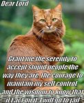 Serenity Prayer Kitty 1.jpg