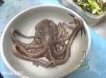 Eating-Live-Octopus-in-Korea-1.jpg