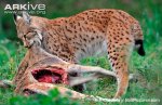 Eurasian-lynx-feeding-on-fallow-deer-prey.jpg