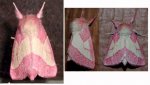 pink moth.jpg