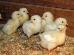 Chicks.jpg