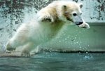 bellyflop.jpg