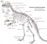 dinoskeleton.jpg