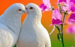 two-doves-320x202.jpeg