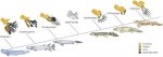 Fish to tetrapod.jpg
