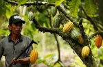 cacao2.jpg cacao2.jpg