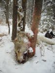 Nov17 2010 wolf in snare.jpg