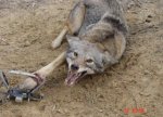 wolf-leg-hold-trap-1.jpg