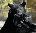 bear_dumpster2sm.jpg