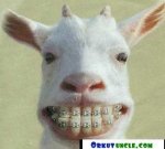 funny-animal-pictures-6.jpg