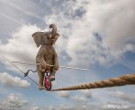 Elephant-Tightrope-Tricks (1).jpg