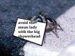tiny spider.jpg