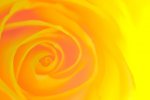 yellow-rose 19.jpg