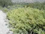 ragweed.jpg