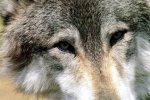 dances-with-wolves-4.jpg