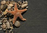 StarFish 2.jpg