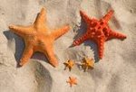 StarFish Family.jpg