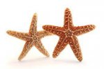StarFish Couple.jpg