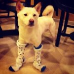 a-dog-in-socks.jpg