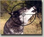 Howling_Wolf_Target.jpg
