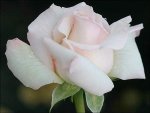 White Rose 3.jpg