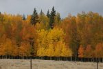 CO Trees.jpg
