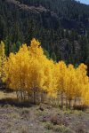 Yellow Aspens'.jpg