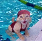 Cat swimmer.jpg