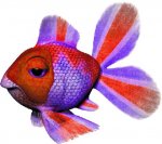 Colorfull Fish.jpg