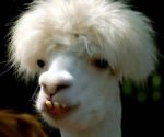 australiangoat.jpg australiangoat.jpg