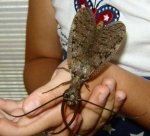 dobsonfly.jpg