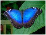 Blue_Butterfly_by_AndyBuck[1].jpg